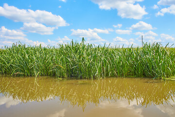 Obraz premium Forest lake on a bright day under a long blue sky. Green reeds are floating on the water. White fluffy clouds are reflecting in the lake. Beautiful summer landscape.