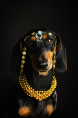 portrait of a dachshund dog in jewelry on a black background