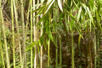 Close Up Bamboo Trunks Forest Texture