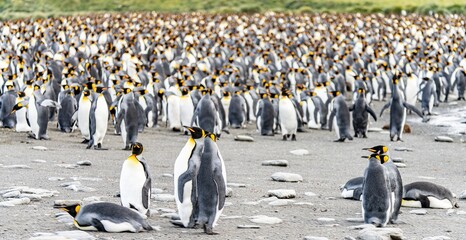 Königspinguin Kolonie Gold Harbour - landschaftlich reizvolle Bucht auf Südgeorgien  © stylefoto24