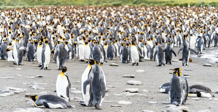 K&ouml;nigspinguin Kolonie Gold Harbour - landschaftlich reizvolle Bucht auf S&uuml;dgeorgien 