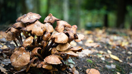 Mushrooms growing in the forest
