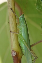Vertical closeup on a large green Mediterranean cone-headed grasshopper, Ruspolia nitidula