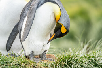Königspinguin Kolonie Gold Harbour - landschaftlich reizvolle Bucht auf Südgeorgien 