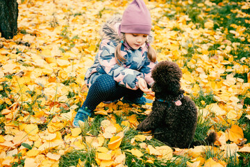 Little cute girl playing with poodle dog on an autumn lawn among a yellow fallen leaves.