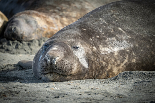 S&uuml;dgeorgien &ndash; Wo sich K&ouml;nigspinguine und See-Elefanten gute Nacht sagen
