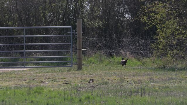 Pheasant Male Walking Calm Seraching for Food in a pasture, Long Shot