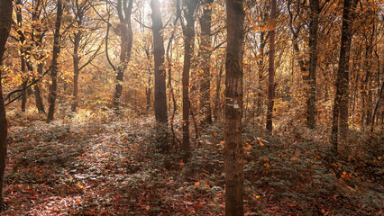 Sunlight rays breaking through the autumn leaves in a wood