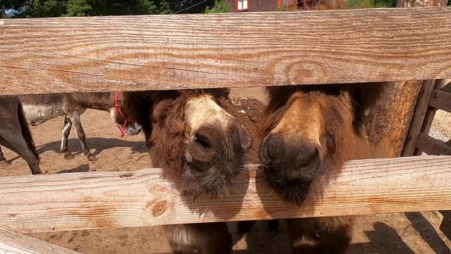 Donkey noses close-up. Muzzles of donkeys peek through the gap of a wooden fence on donkey on sunny day. Pets, domestic animals,animal husbandry. Livestock corral. Cute pets with brown hair close up