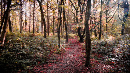 Obraz premium A path leading through an Autumnal wood