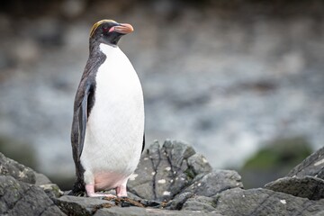 Fototapeta premium Golschopfpinguin / Macaroni (Eudyptes chrysolophus) in der Cooper Bucht auf Südgeorgien in seiner natürlichen Umgebung