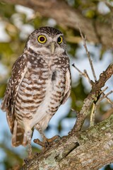 Vertical shot of a burrowing owl with bright yellow eyes