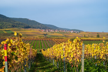 weinberg im herbst