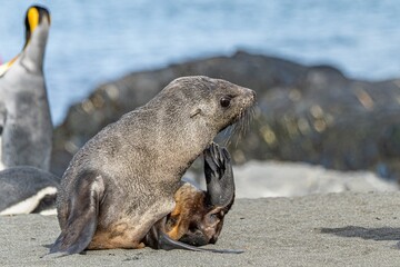 Naklejka premium Junger x Antarktischer Seebär / antarktische Pelzrobbe (Arctocephalus gazella) in Südgeorgien in seiner natürlichen Umgebung