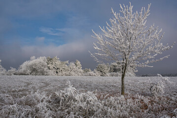 Mit Rauhreif überzogene Winterlandschaft