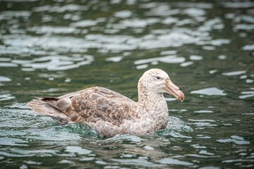 Nördlicher Riesensturmvogel (Macronectes halli) schwimmt auf dem Meer