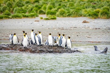 Königspinguin Kolonie Gold Harbour - landschaftlich reizvolle Bucht auf Südgeorgien 