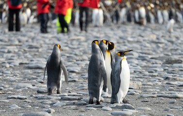 Königspinguin Kolonie Gold Harbour - landschaftlich reizvolle Bucht auf Südgeorgien 