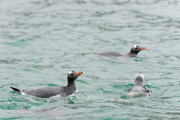 Fototapeta premium Eselspinguine (Pygoscelis papua) schwimmen im blauem Wasser auf Half Moon Island - Süd-Shettland-Inseln - vor der Antarktis 