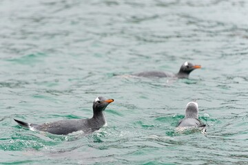 Eselspinguine (Pygoscelis papua) schwimmen im blauem Wasser auf Half Moon Island -...