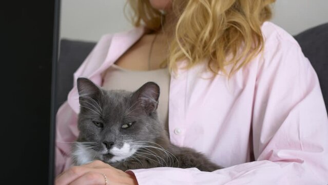 Woman typing on laptop keyboard while sitting at home holding fluffy gray cat in arms. White woman working from home and distracted by internet and pet procrastinating life of domestic cat in house