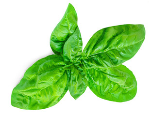 Fresh basil leaf isolated on white background, close up. Basil herb leaves closeup.