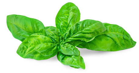 Fresh basil leaf isolated on white background, close up. Basil herb leaves closeup.
