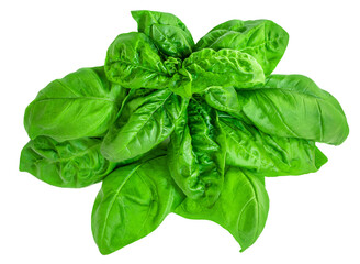 Fresh basil leaf isolated on white background, close up. Basil herb leaves closeup.