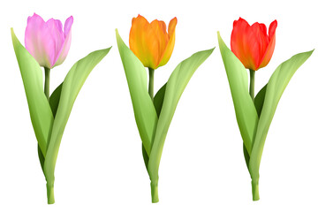 Hand painted  of multicolors tulips bundle, in png file with transparent background - obrazy, fototapety, plakaty