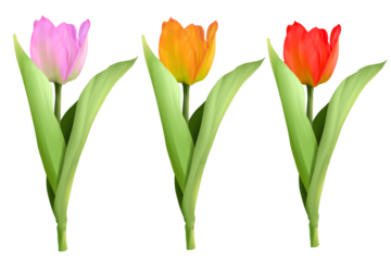Hand painted  of multicolors tulips bundle, in png file with transparent background
