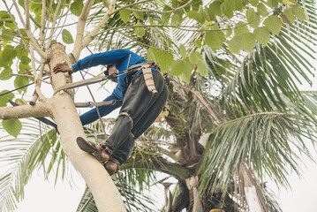 A Filipino lumberjack climbs up a gmelina tree using climbing spurs and a belt. Going up a tree to delimb branches. - obrazy, fototapety, plakaty