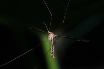 tipula luna insect macro photo