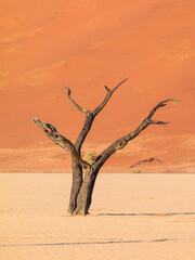 Fototapeta na wymiar Deadvlei, white clay pan located inside the Namib-Naukluft Park in Namibia.Africa.