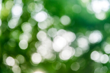 Obraz premium Luz a través de los árboles de reflejos redondos y blancos