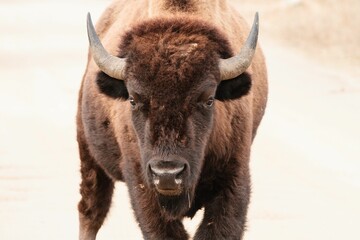 Closeup of the European bison, Bison bonasus.