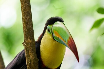 Toucan on a tree in the Papiliorama Zoo in Switzerland
