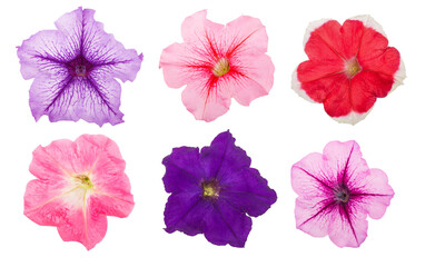 colorful flower of petunia isolated on white background