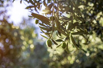  Branch of an olive tree