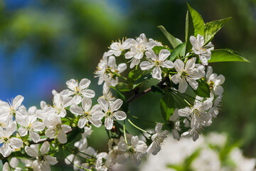 Spring cherry blossom tree branch with white flowers and blurred background