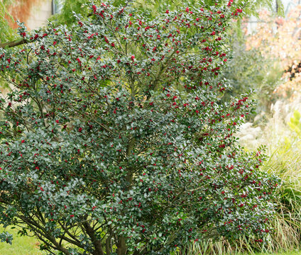 Holly 'Green Alaska' (Ilex aquifolium) Holly, bushy evergreen shrub with beautiful cone-shaped appearence, spiky, shiny, leathery small leaves and red berries appear on branches 