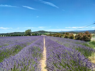 Fototapeta na wymiar Lavandes en Provence, Luberon