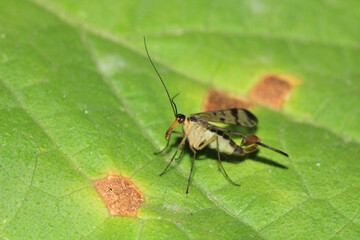 natural panorpa communis insect photo