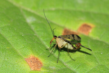 natural panorpa communis insect photo