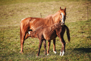 Naklejka na ściany i meble Young brown Arabian horse foal drinking milk from mother on green meadow