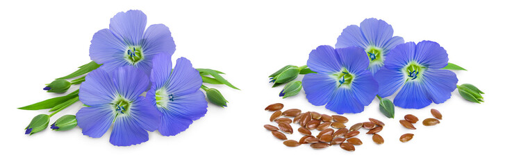 Flax blue flowers closeup isolated on white background
