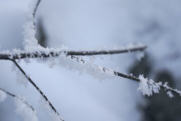 Small twig covered with snow and ice crystals, closeup shallow depth of field winter detail