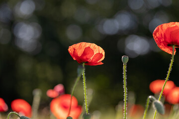 Closeup of beautiful red poppies in a field