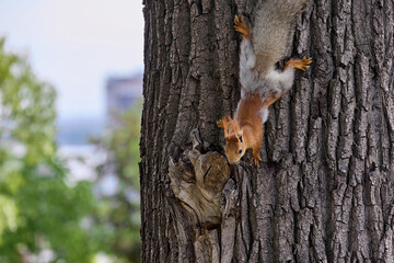 Small red squirrel descends the trunk of a tree down to the ground for food in a wooded area. Fluffy squirrel living in a city park boldly climbs a tree in search of food.