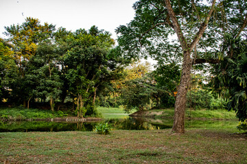 Fototapeta premium Pond in between the forest of a green valley with trees and clean ground