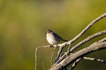 White-crowned Sparrow posing